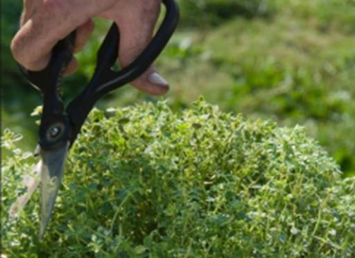 Trimming thyme